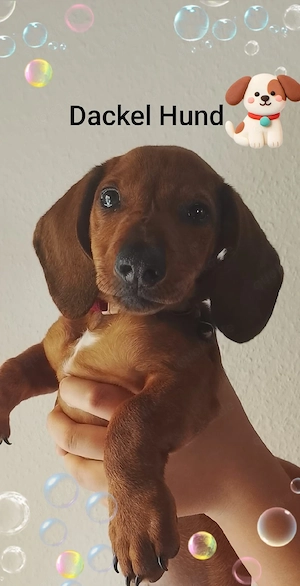 hund dackel 