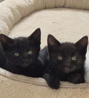 2 süße Kitten ab sofort abholbereit 