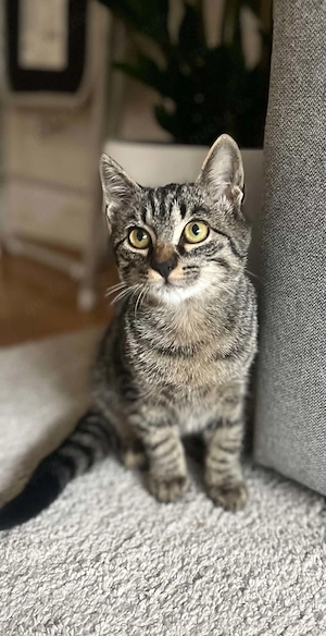 Katze sucht ein neues Zuhause