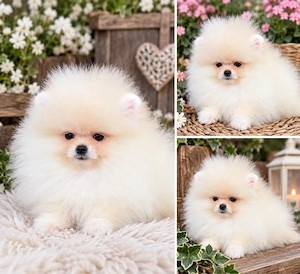 Wunderschöner kleiner Pomeranian Zwergspitz rüde 