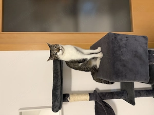 EKH Kater abzugeben 