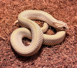 1.0 Superconda Heterodon Nasicus   Hakennasennatter NZ22