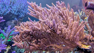 Gorgonie Meerwasser Koralle XXL Muttertier