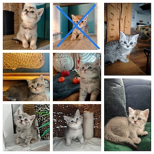 Zuckersüße BKH Kitten 