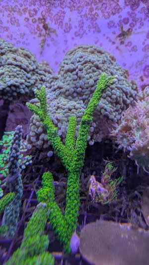Meerwasser Koralle Acropora Enzman größe Ableger