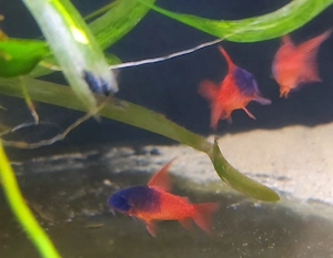 Corydoras Hoplisoma cw 217 rio Tomo NACHZUCHTEN 