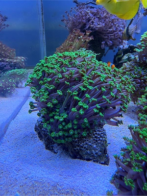 Grosse Alveopora grün lila XL