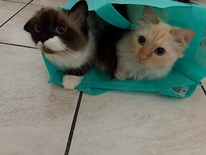 Ragdoll Katzen