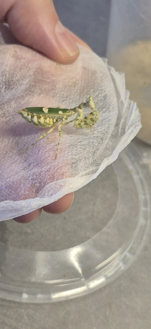 Creobroter urbanus 