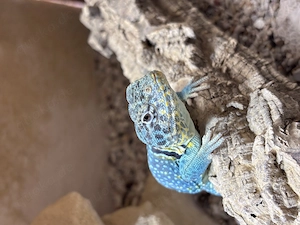 Halsbandleguan Männchen zu verkaufen