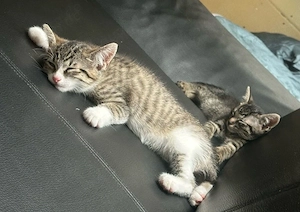    Zwei süße Katzenmädchen (15 Wochen) mit Zubehör gemeinsam abzugeben 