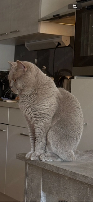 BKH Lilac Deckkater mit Deckerfahrung