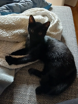 Süsser Traumkater, Bkh Mix, Babykatze, Kitten incl Zubehör 