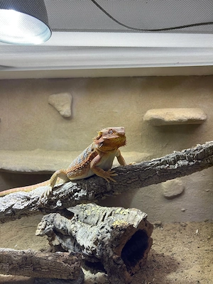 Bartagame Weibchen zu verkaufen