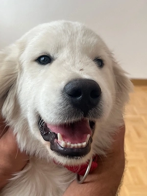 Reinrassige Golden Retriever, 5 Monate alt