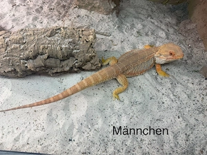 Farbbartagamen Pogona Vitticeps 3 Jahre 