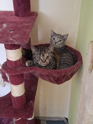 katzenbabys