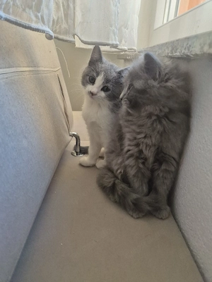 bkh britischen kurzhaar 