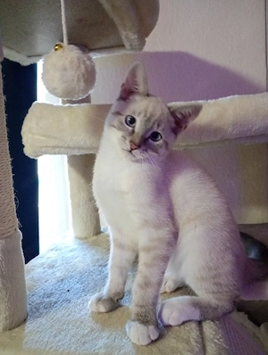SIAM Kitten