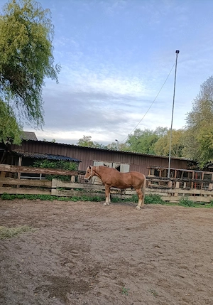 Rentnerplatz für Großpferd