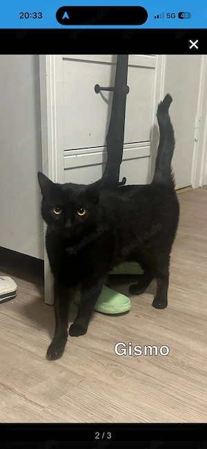 2 Kater abzugeben 