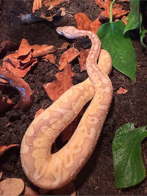 1.0 Butter Banana Pastel pos. Calico DNZ 26