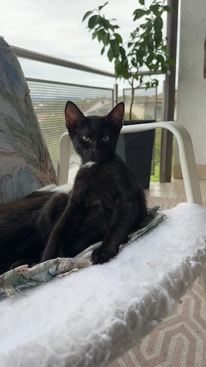 Kater sucht neues zuhause