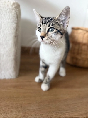 Bengal-Britisch Kurzhaar Mix Kitten