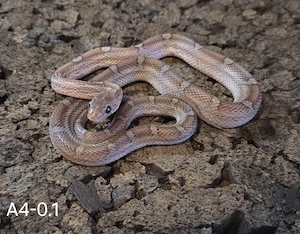 Cinderblood Tessera, Cinderblood Pied 
