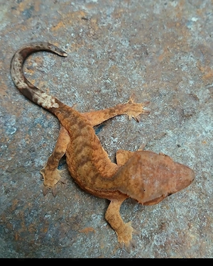 0.0.4 Kronengecko Jungtiere Correlophus ciliatus Tiger Dalmatiner 2026