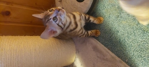 Reinrassige Bengalkitten mit Stammbaum