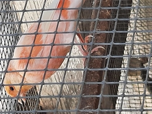 Kanarienmännchen