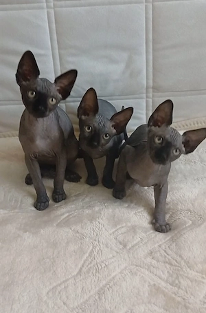 Sphynx Katzen