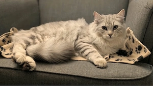 Maine Coon mix 