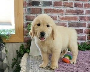 Entzückende Golden-Retriever-Welpen (männlich und weiblich), bereit für ein liebevolles und fürsorgl