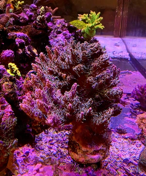 Diverse Korallen Ableger Acropora 