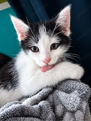 Katzen Mädchen 