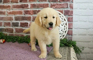 Entzückende Golden-Retriever-Welpen (männlich und weiblich), bereit für ein liebevolles und fürsorgl
