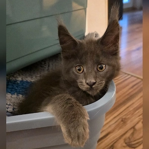 Maine Coon Katerchen