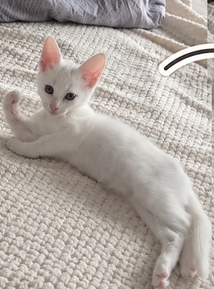 Katze weiß