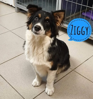 Ziggy, bildhübscher und junger Corgi Mischling