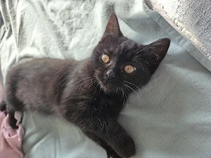 Katze Schwarz