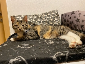 Maine Coon x BKH x Siam Mixkatze, 2025 geboren