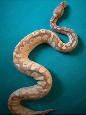 1.0 Butter Banana Pastel pos. Calico DNZ 26