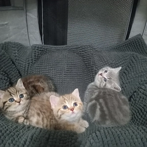 BKH Kitten (2Jungen sind noch frei)