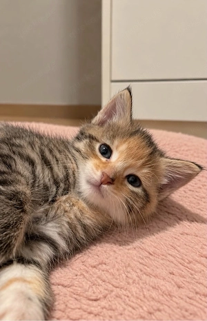 Katzenbabys suchen neues Zuhause