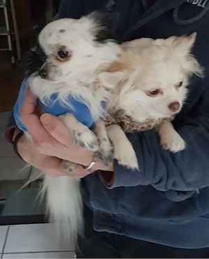 Chihuahua Mischlingspärchen 