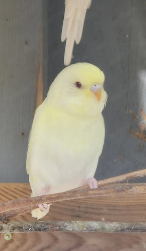 nestjunge Wellensittiche rainbow gelb