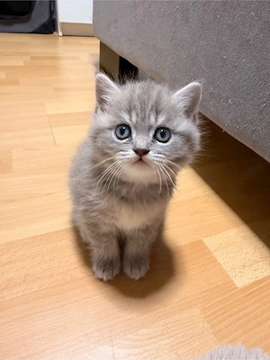 Vier süße BKH Kitten suchen ein liebevolles Zuhause