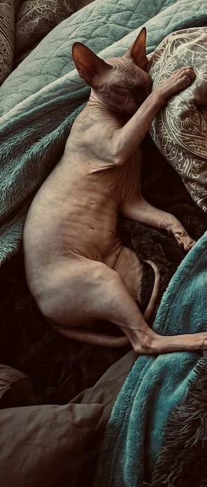 Liebevoller & verschmuster Sphynx-Kater (7 Monate) sucht Herzensmensch!